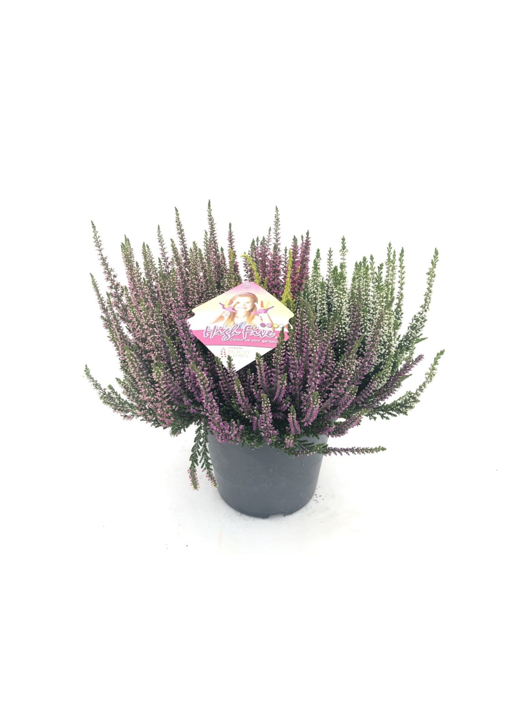 Calluna Beauty Lady High Five