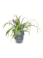 Liriope muscari Royal Purple