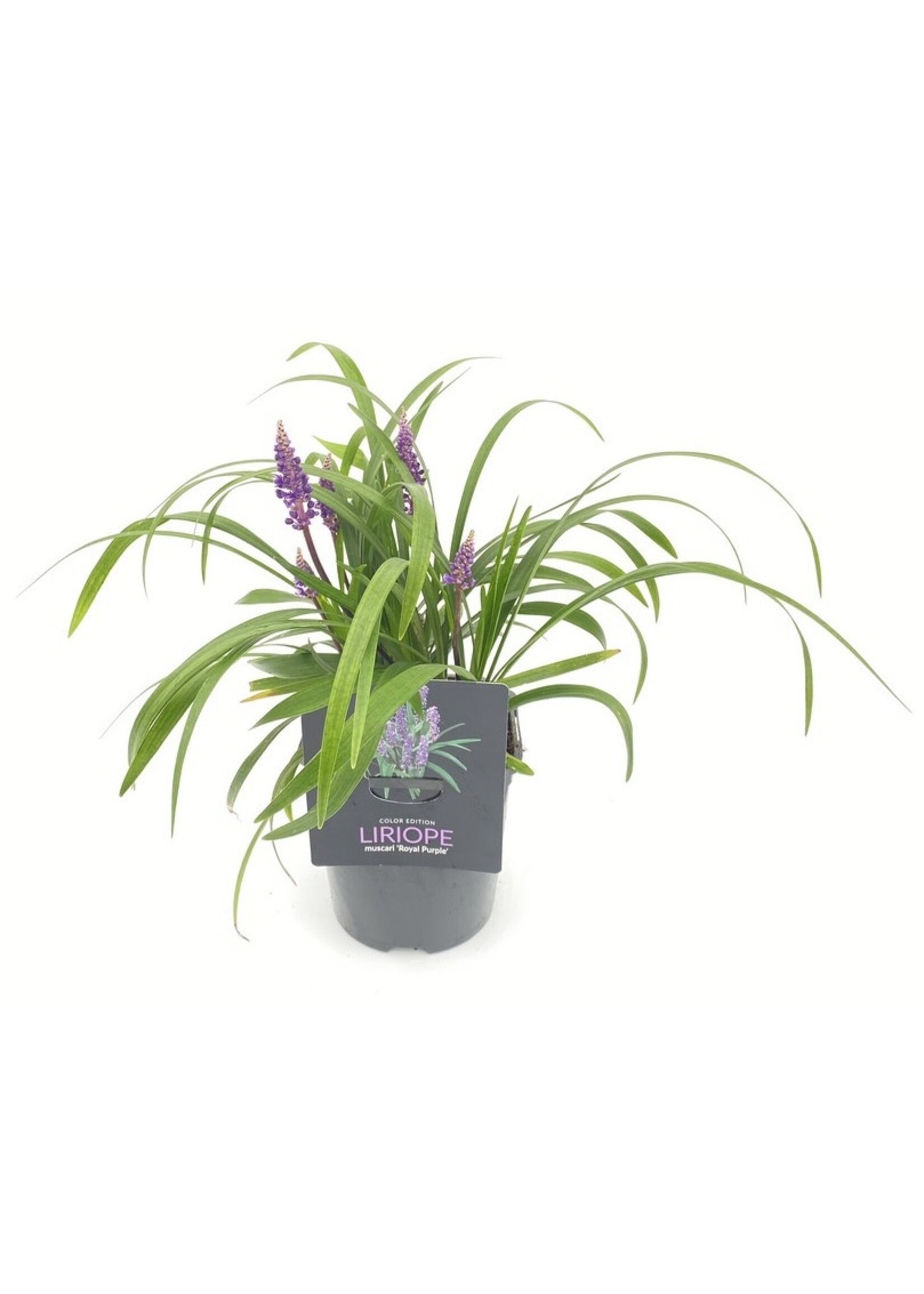 Liriope muscari Royal Purple