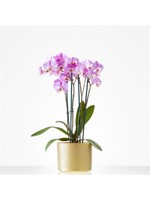 Roze orchidee in bij passende pot