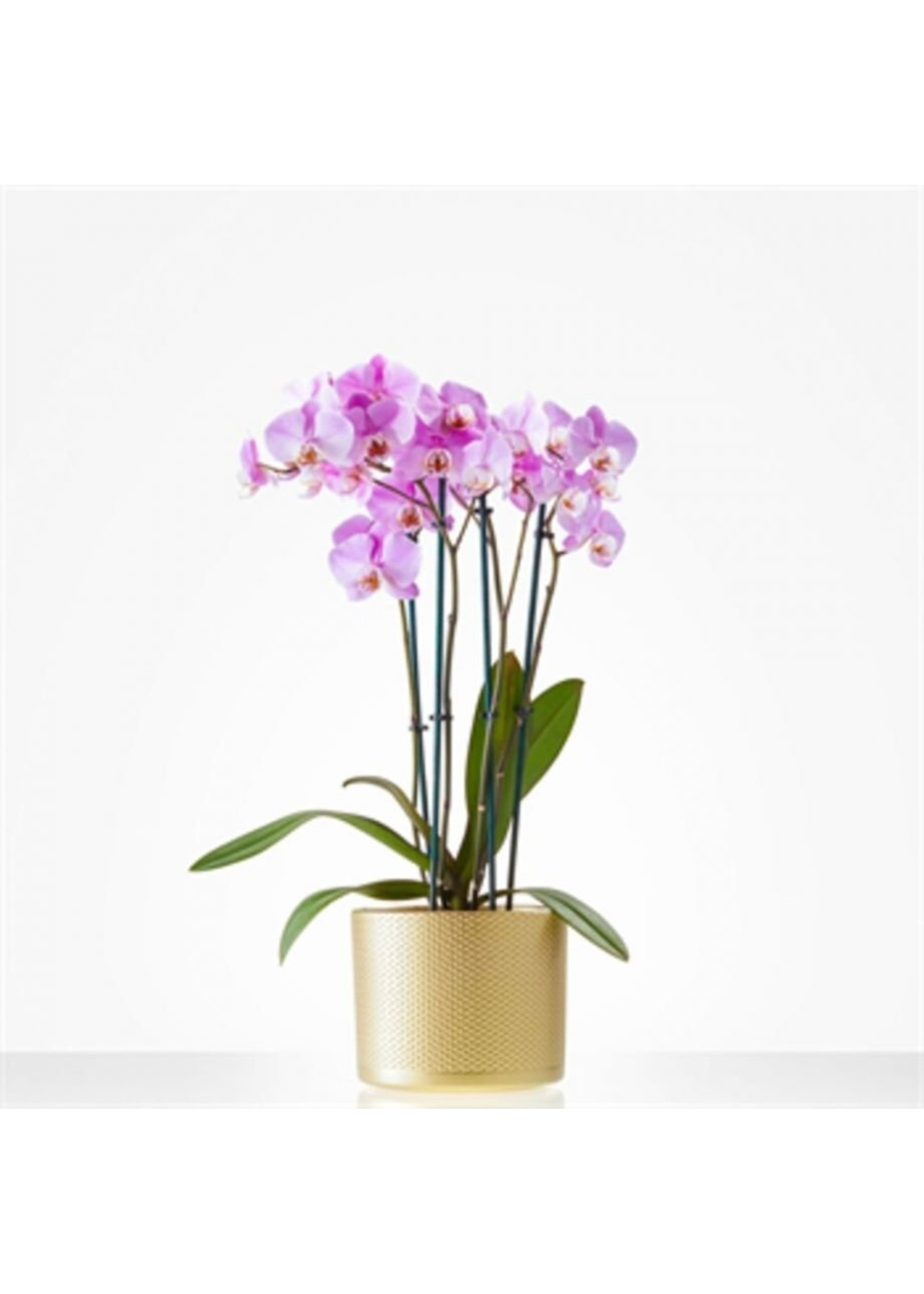 Roze phalaenopsis orchidee