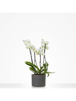 Witte orchidee in bij passende pot