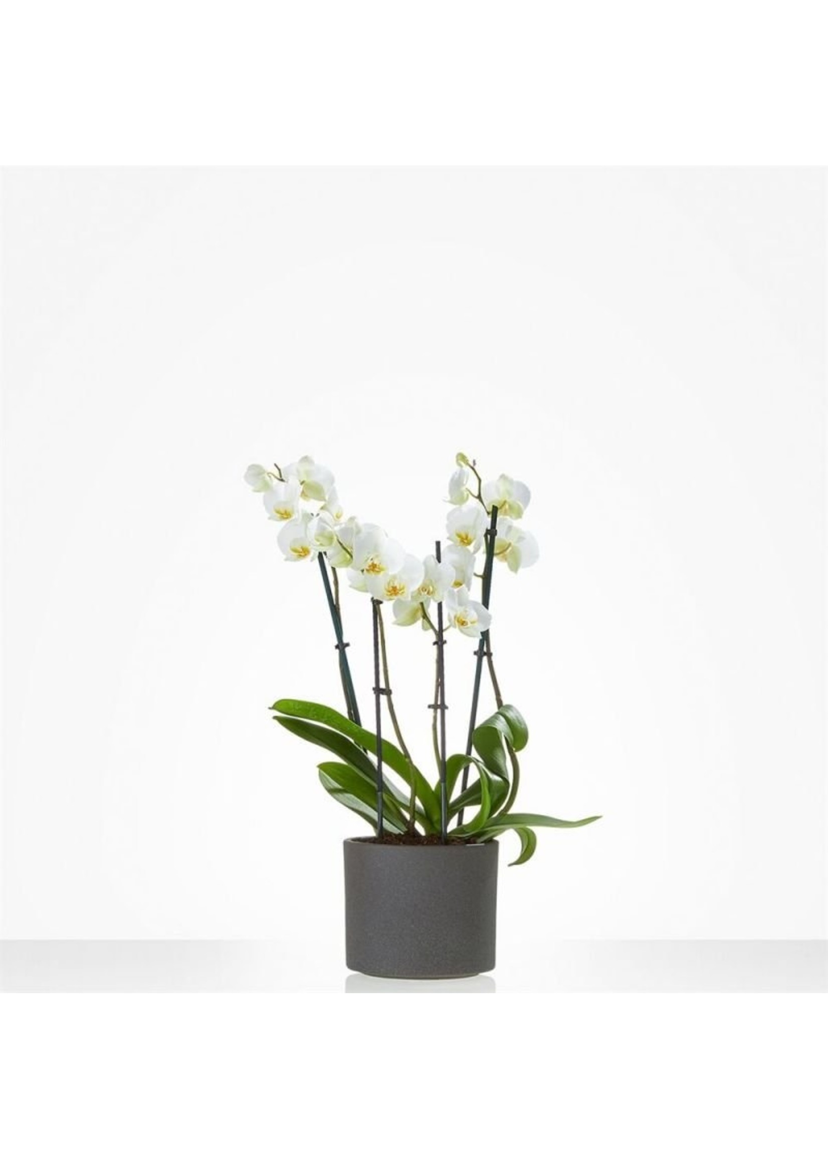 Witte orchidee in bij passende pot