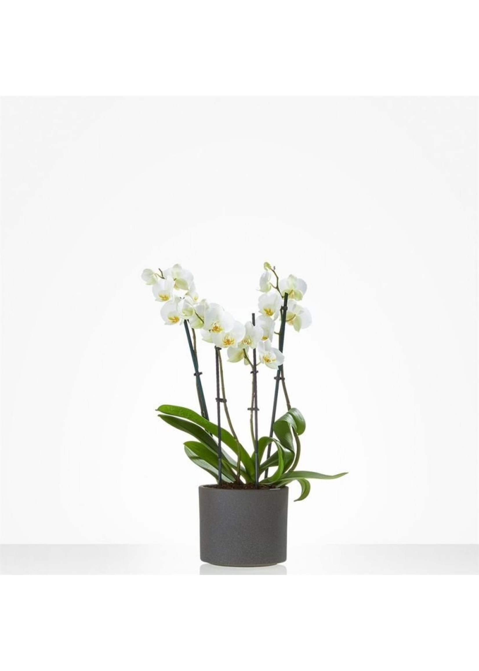 Witte phalaenopsis orchidee
