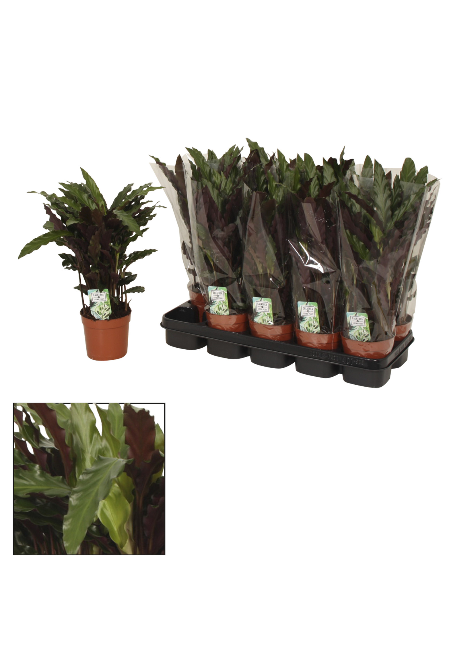 Calathea