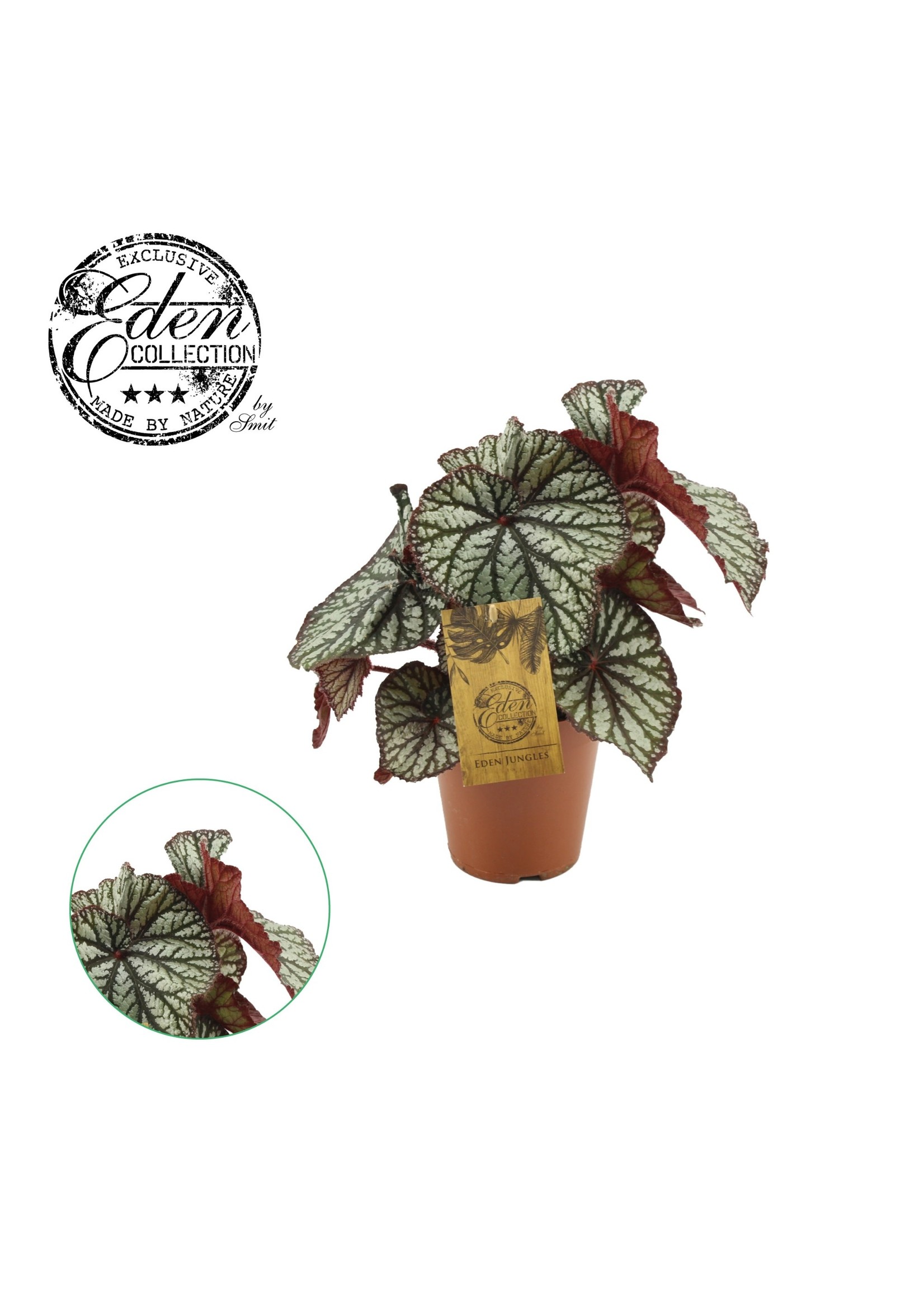 Eden collection Begonia rex spiralis