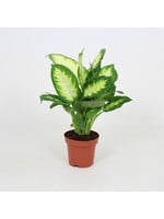 Dieffenbachia camilla