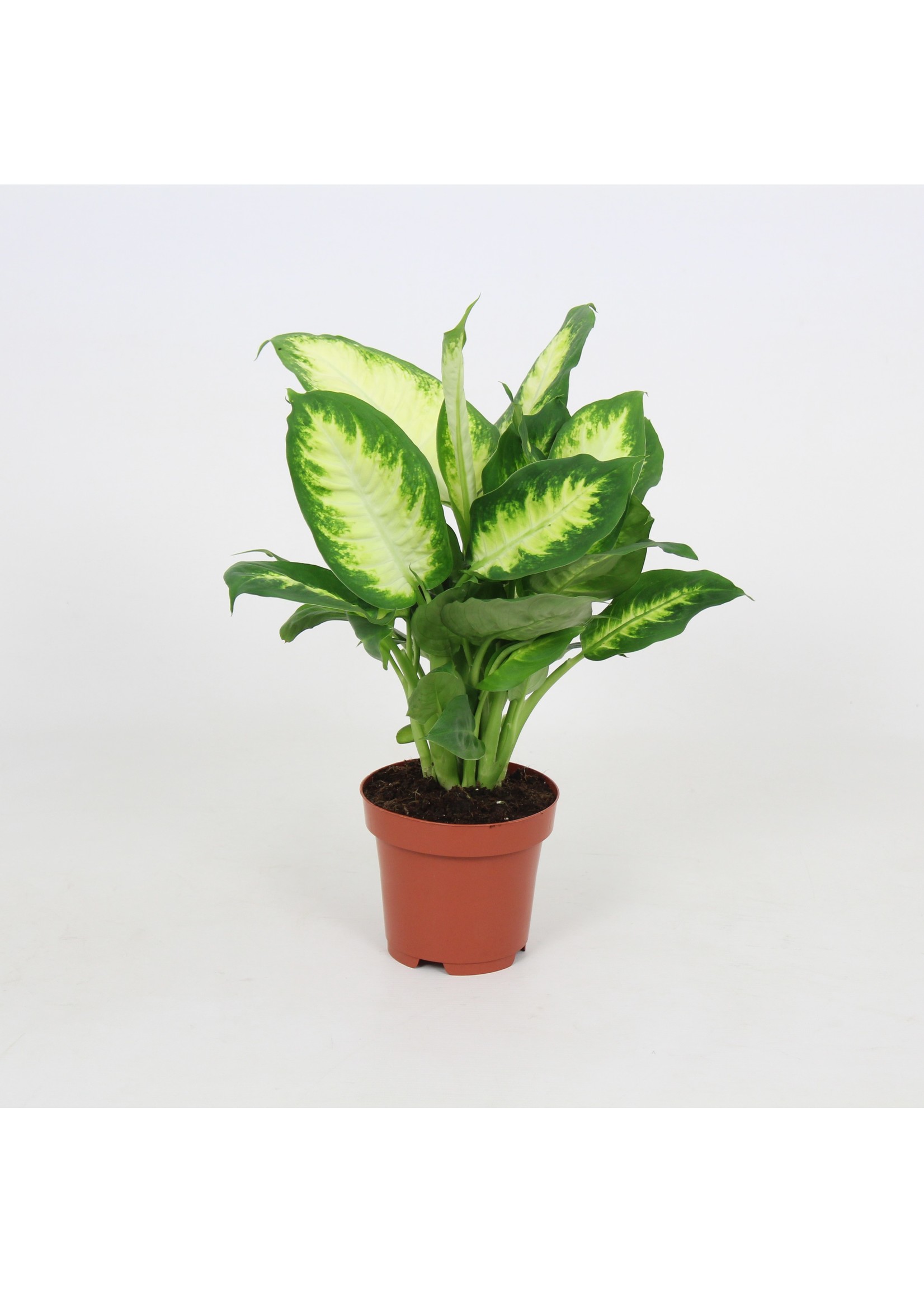 Dieffenbachia camilla