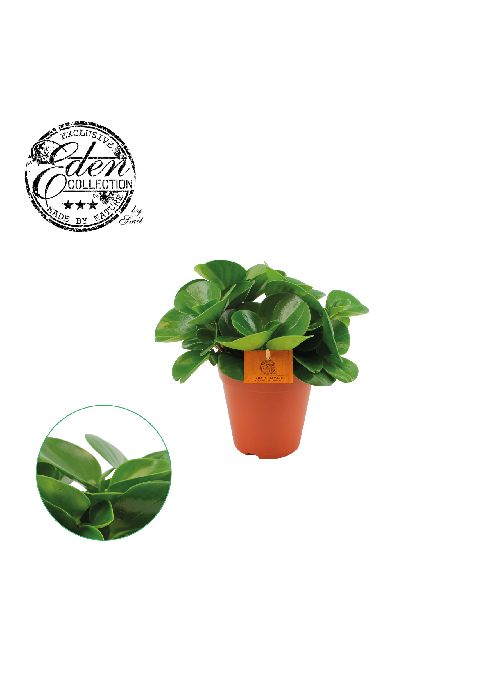 Eden collection Peperomia Obtusifolia Bohemian Bravour