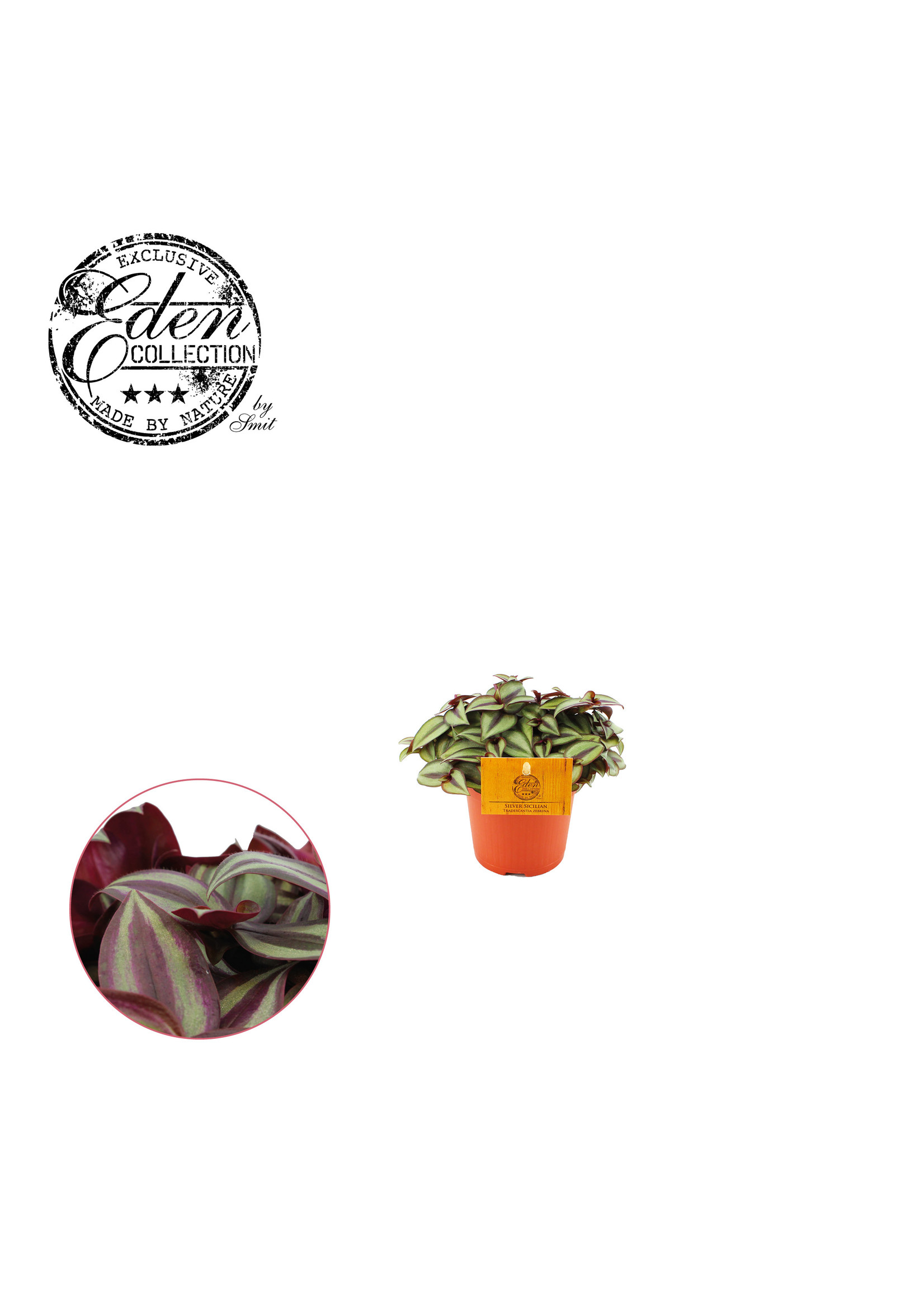 Eden collection Tradescantia zebrina silver sicilian