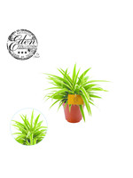 Eden collection Chlorophytum Ocean