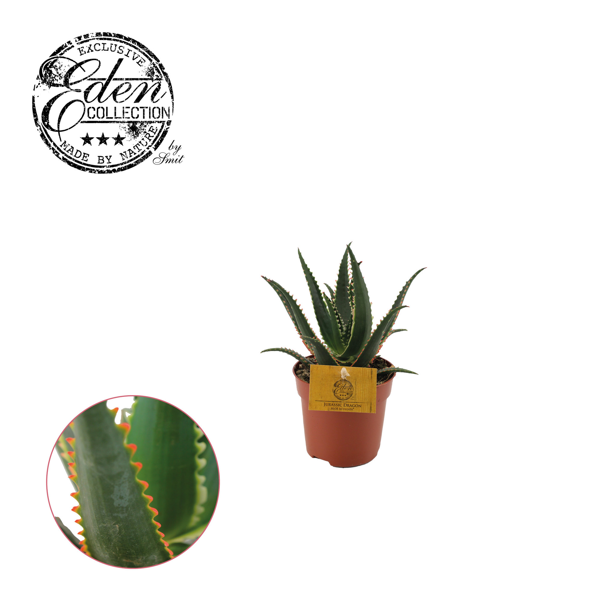aloe vera plant origin Medicinal Aloe Vera -Orange Flowering – Native Gardeners