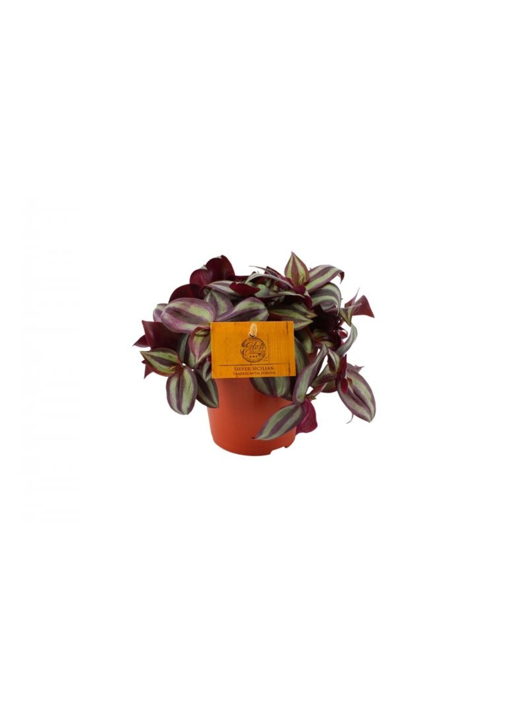 Plante D'intérieur Tradescantia Zebrina (Zèbre) - Pot 12cm, Hauteur ~20cm - Facile D'entretien, Purifie L'air