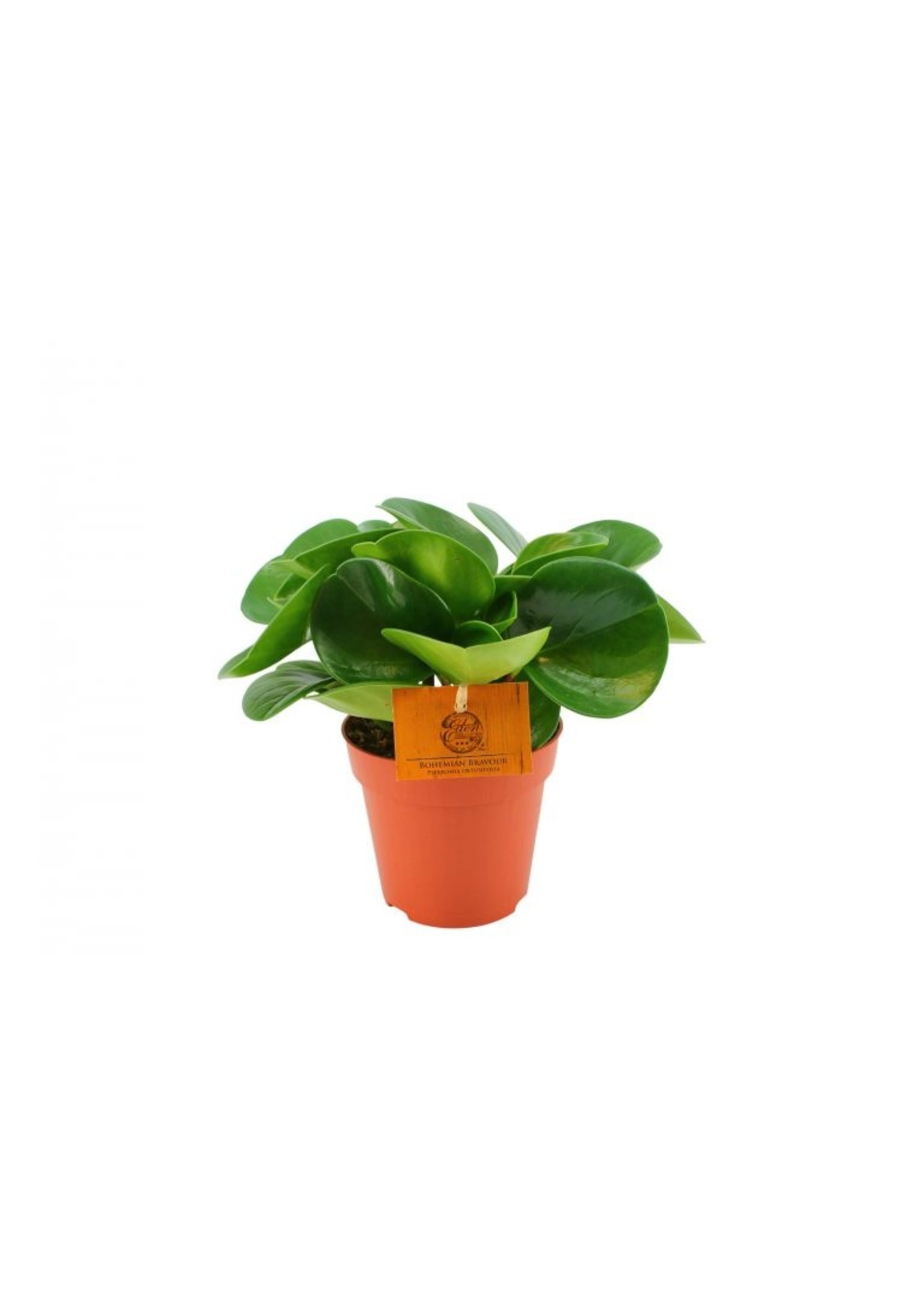 Eden collection Peperomia Obtusifolia Bohemian Bravour