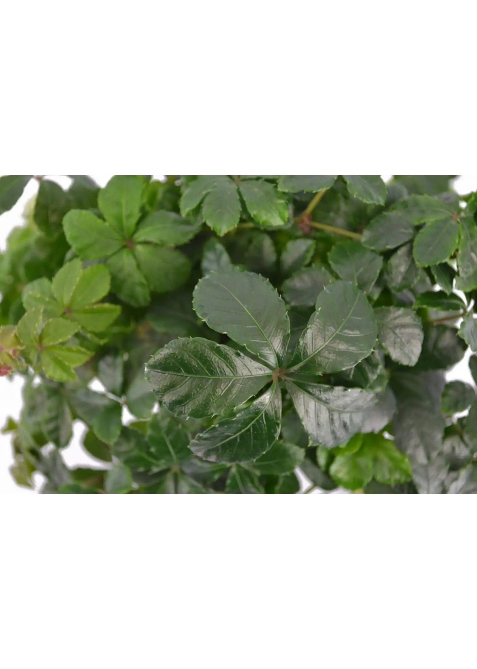 Eden collection Parthenocissus striata potmaat 12