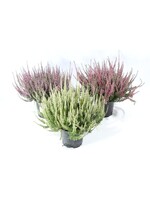 Calluna garden girls mix