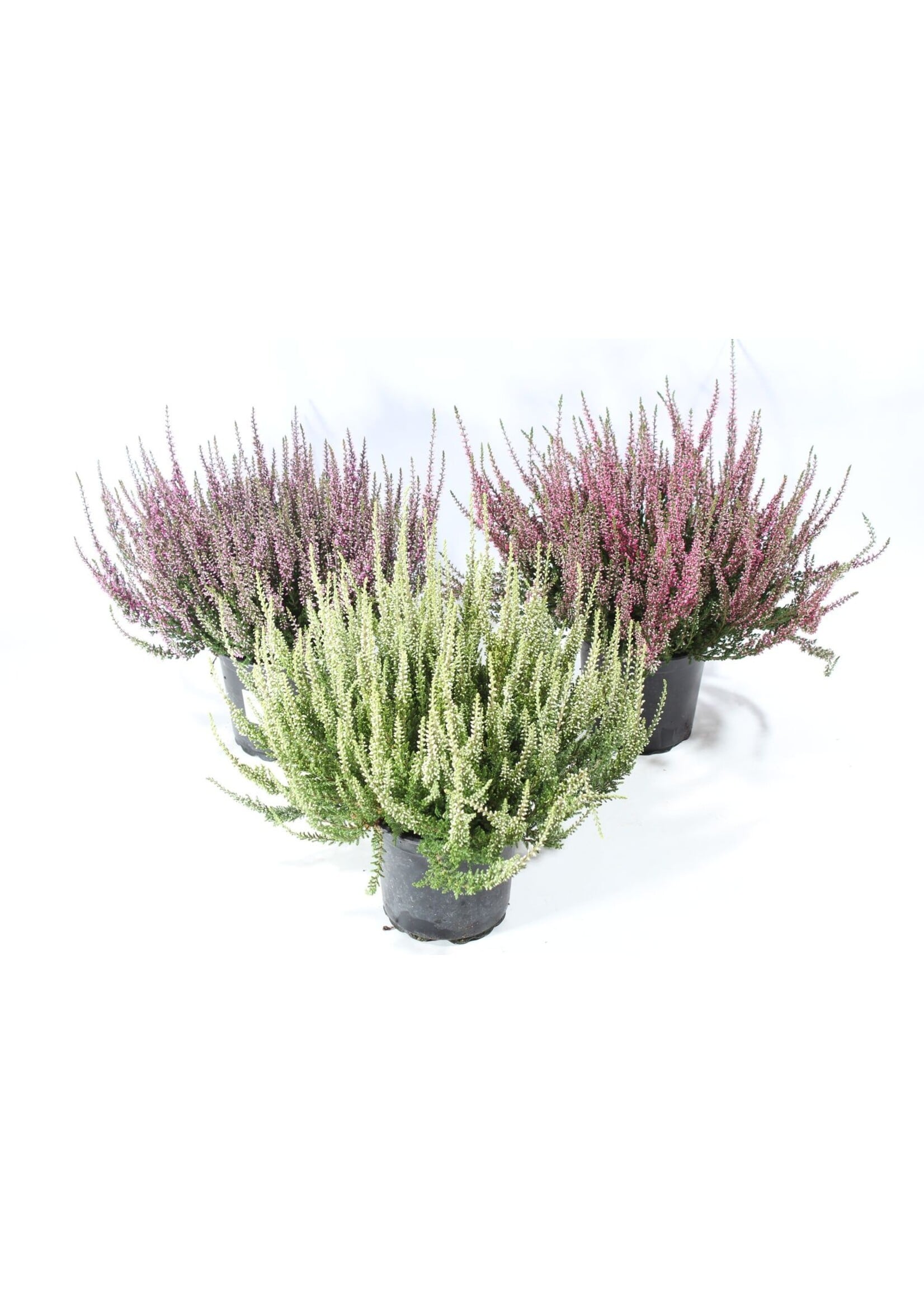 Calluna garden girls mix