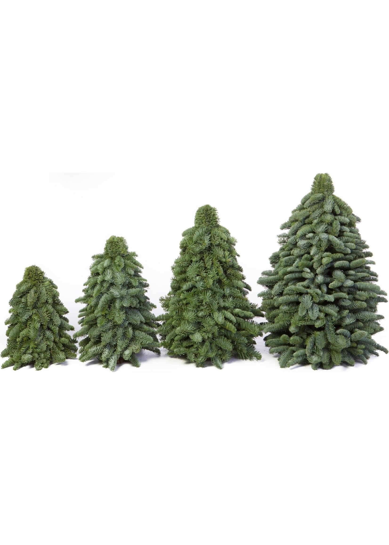 Kerstboom gebonden op houten plateau