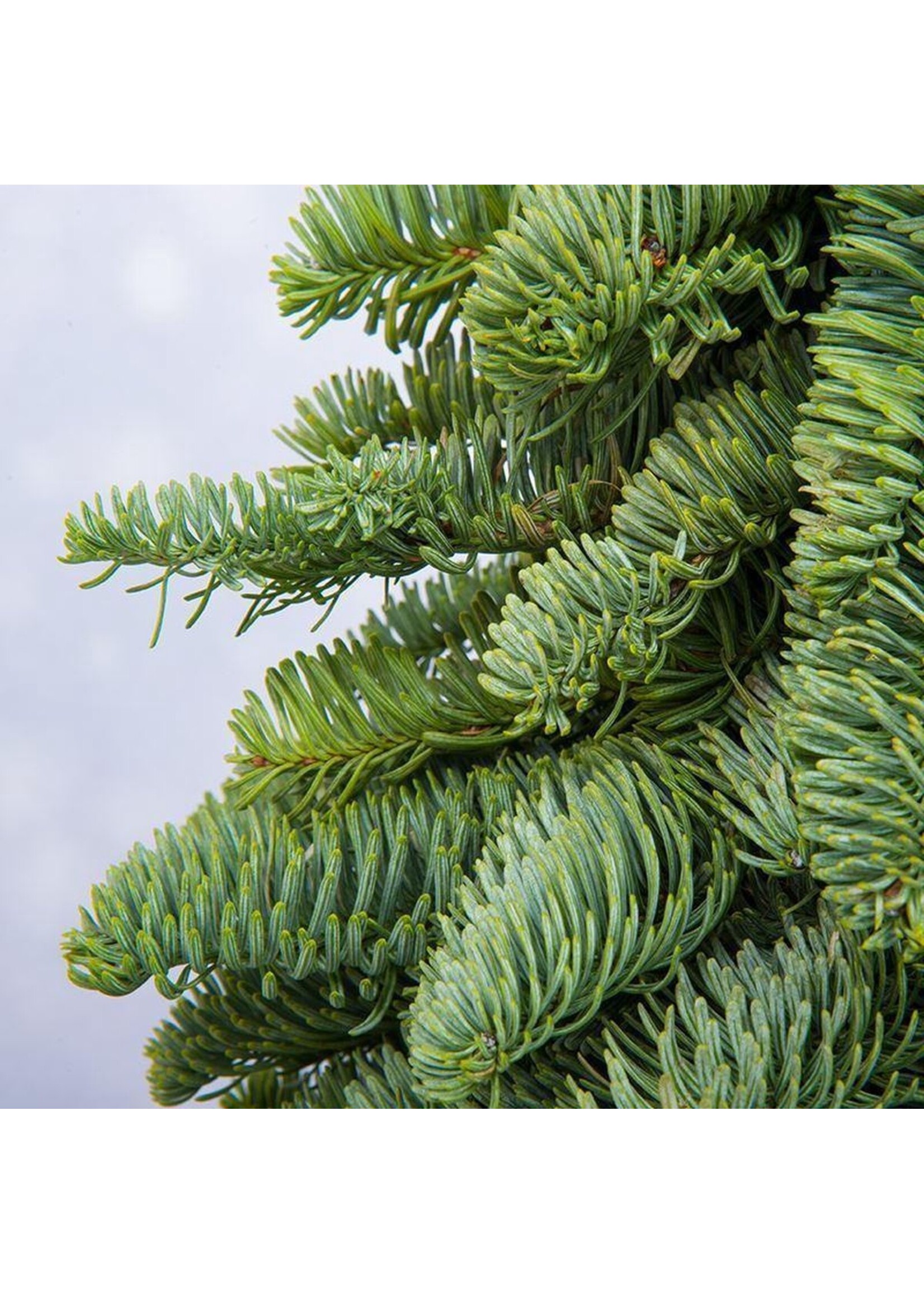 Kerstboom gebonden op houten plateau