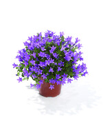 Campanula addenda (alleen in winkel verkrijgbaar)