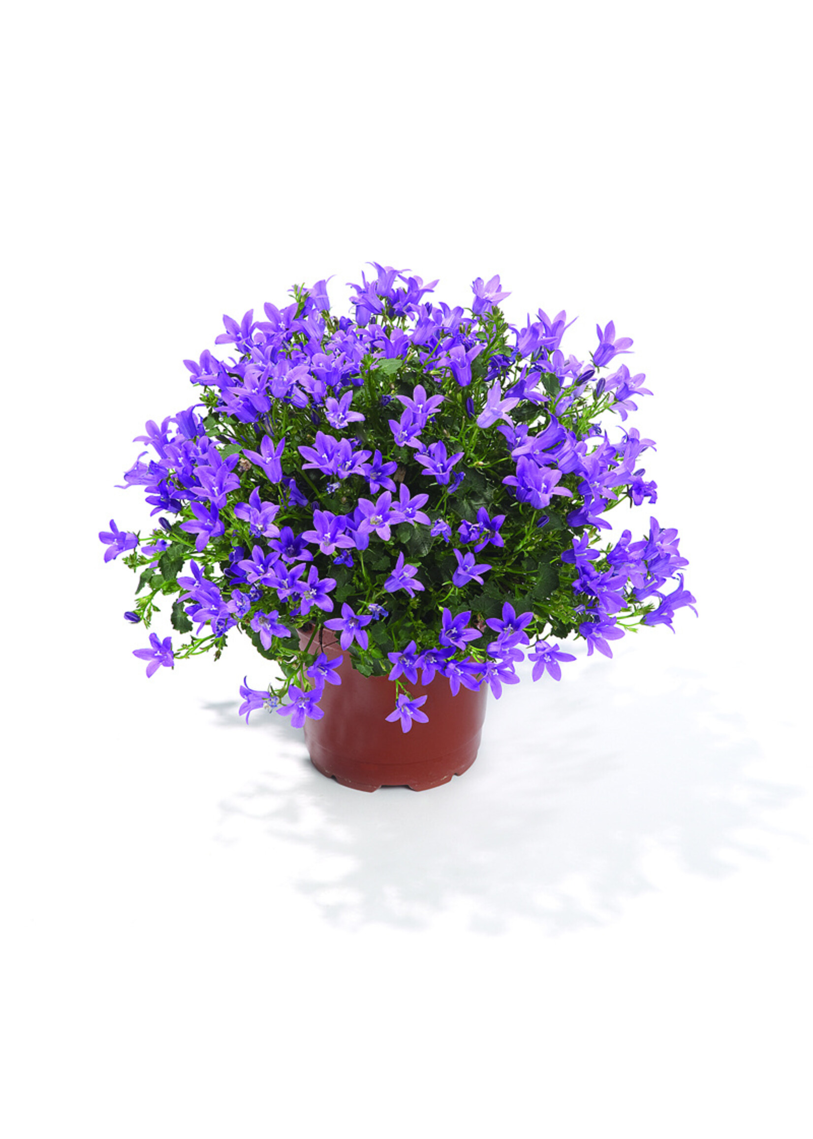 Campanula addenda (alleen in winkel verkrijgbaar)