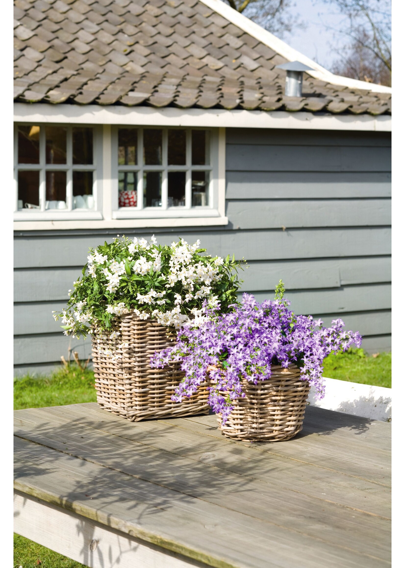 Campanula addenda (alleen in winkel verkrijgbaar)