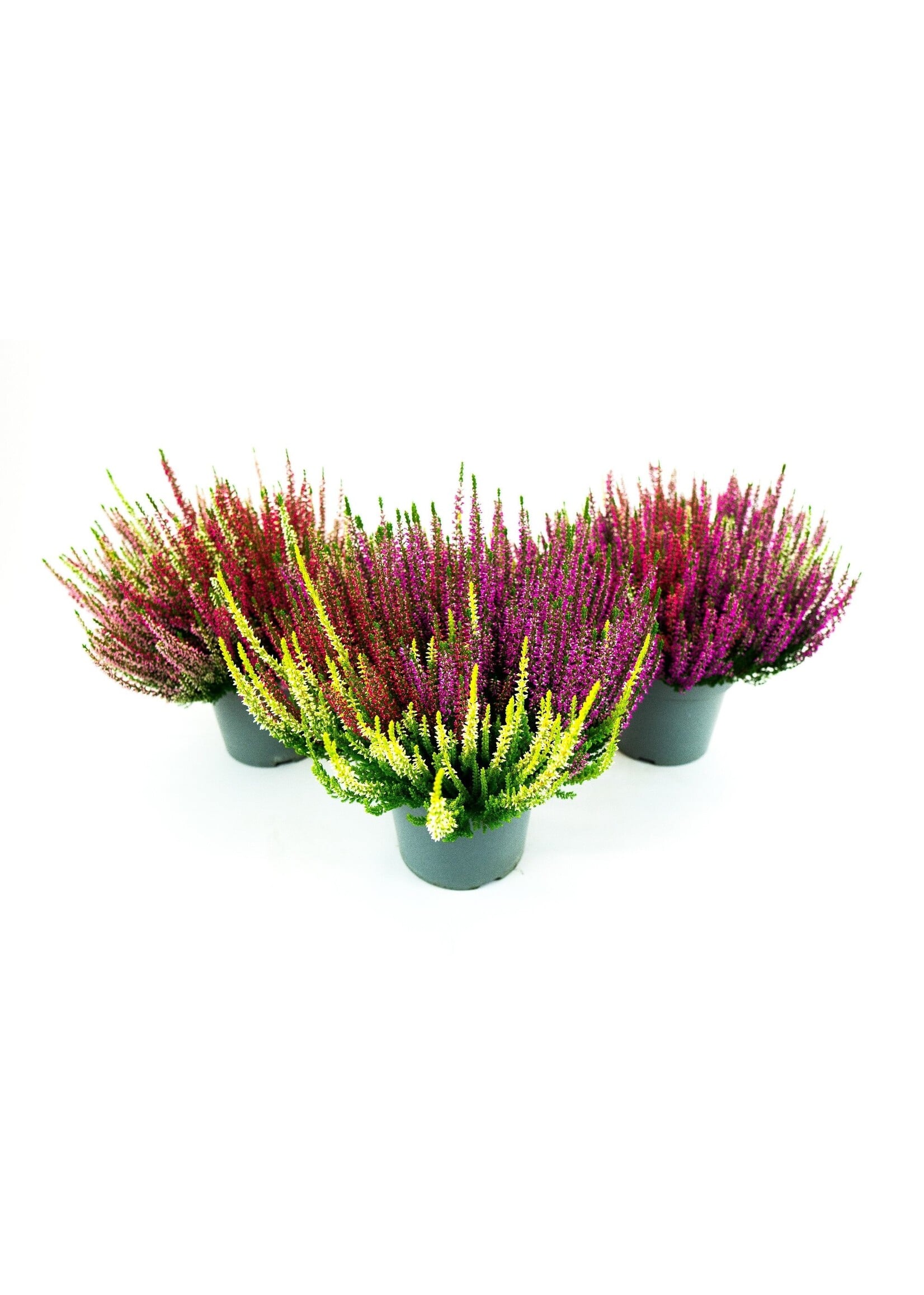 Calluna beauty lady Trio