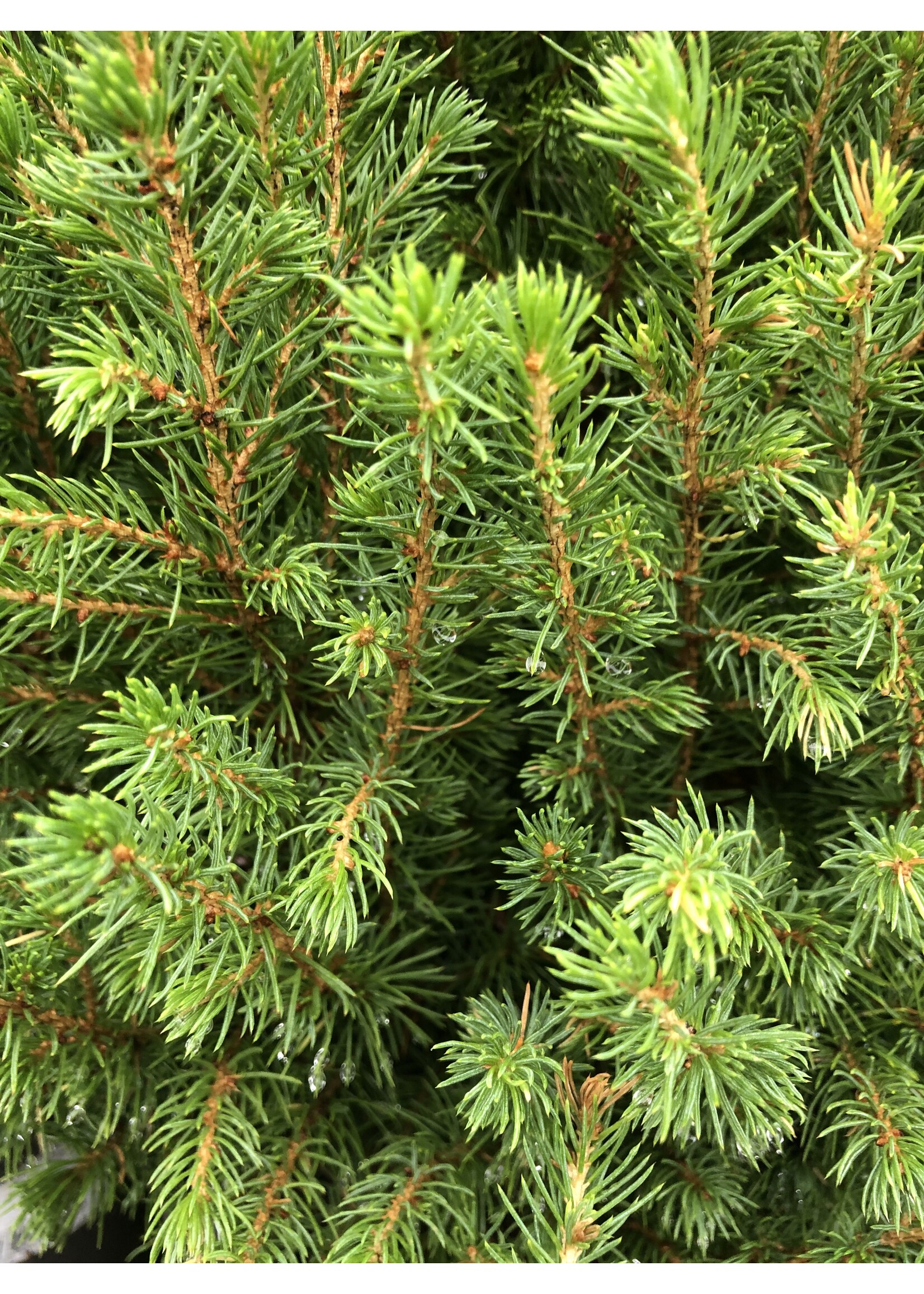 Picea glauca