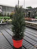 Picea glauca H100 cm rode pot