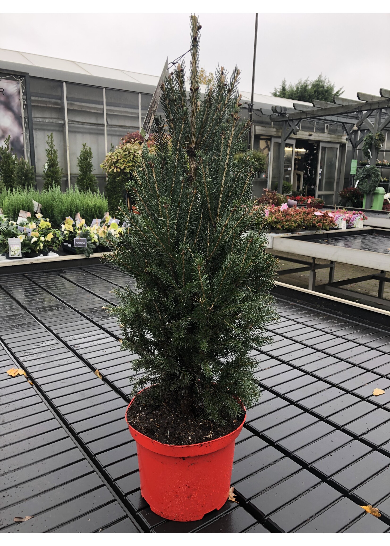 Picea glauca H100 cm rode pot