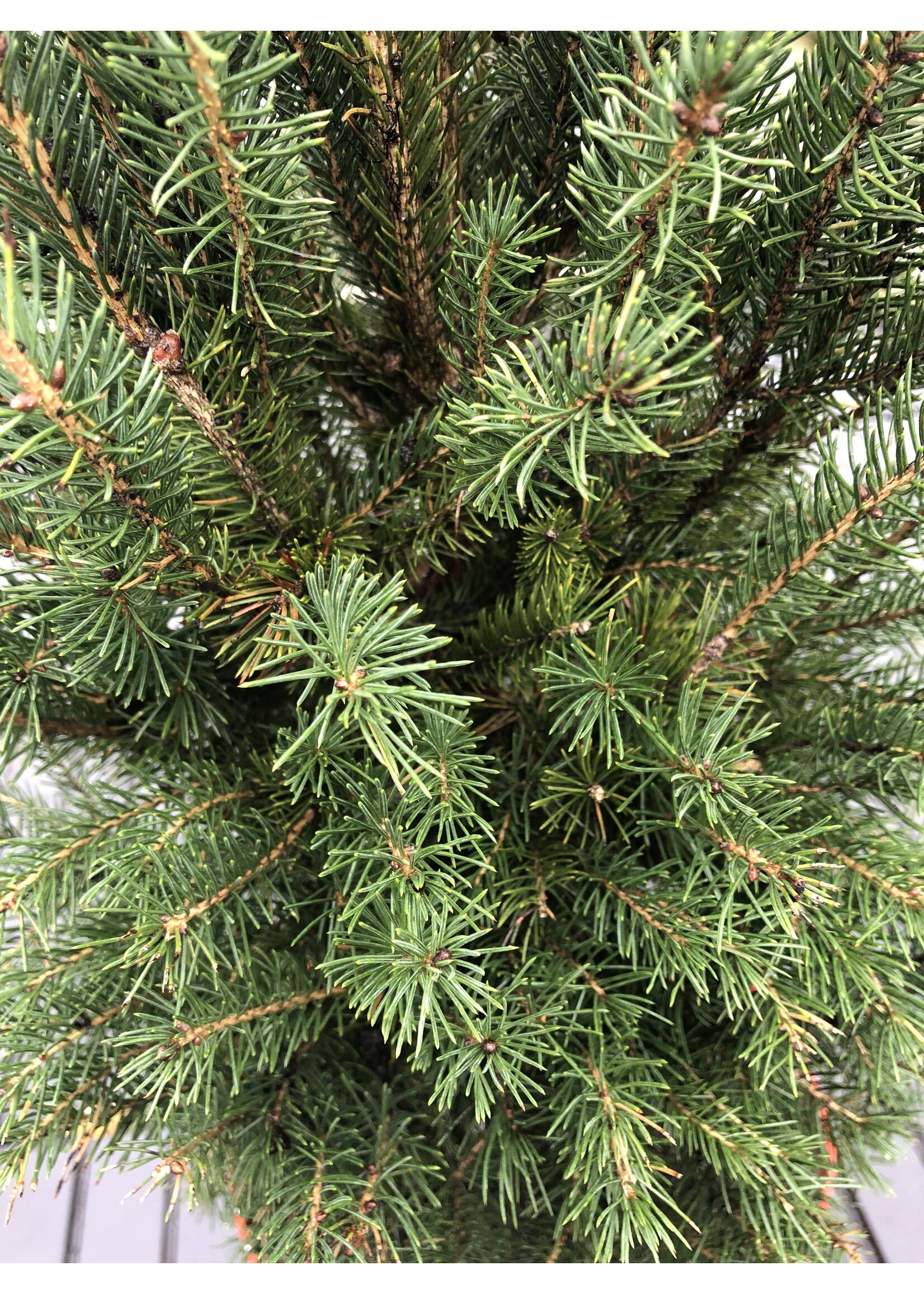 Picea glauca H100 cm rode pot