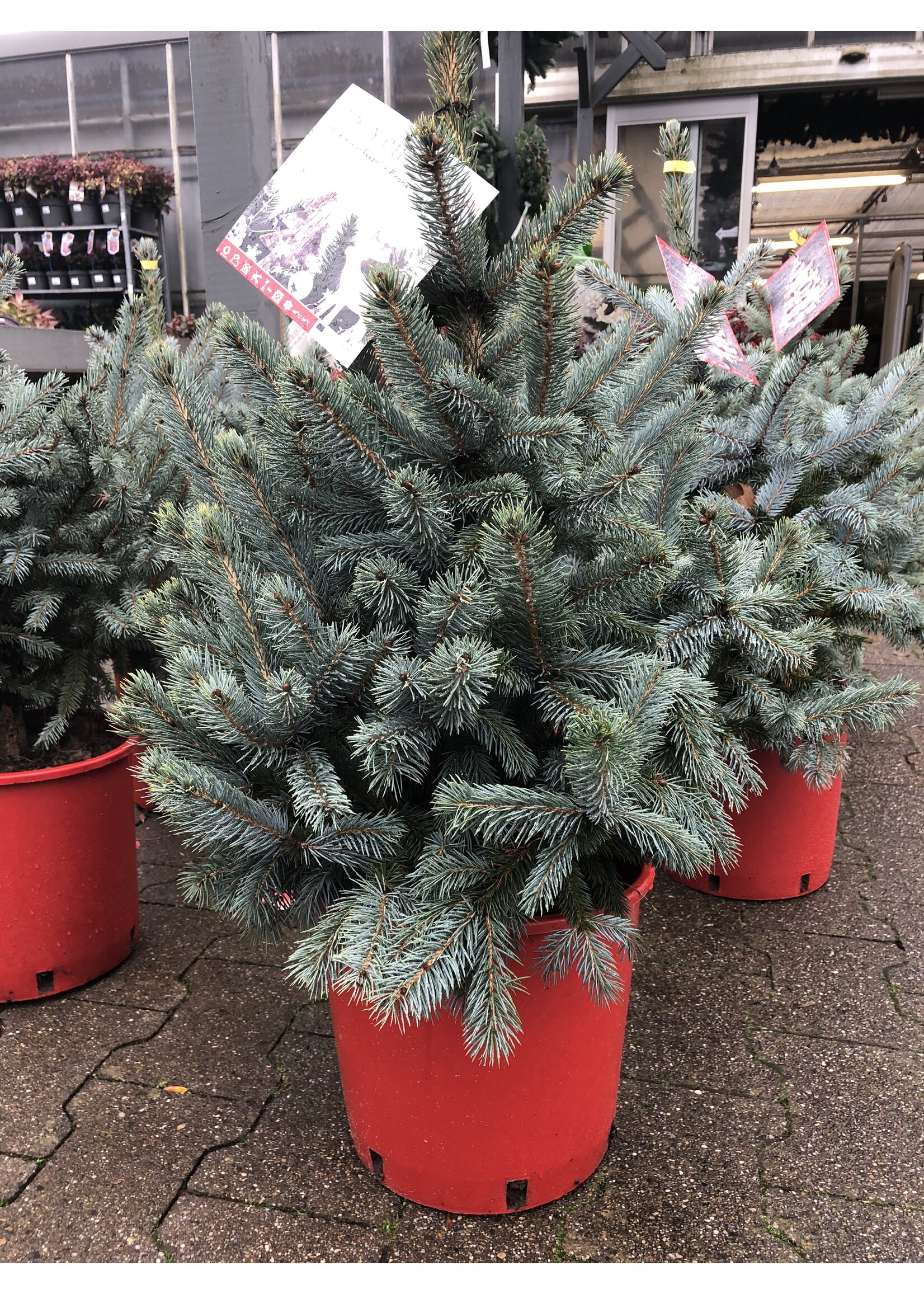Picea pungens super blue rode pot