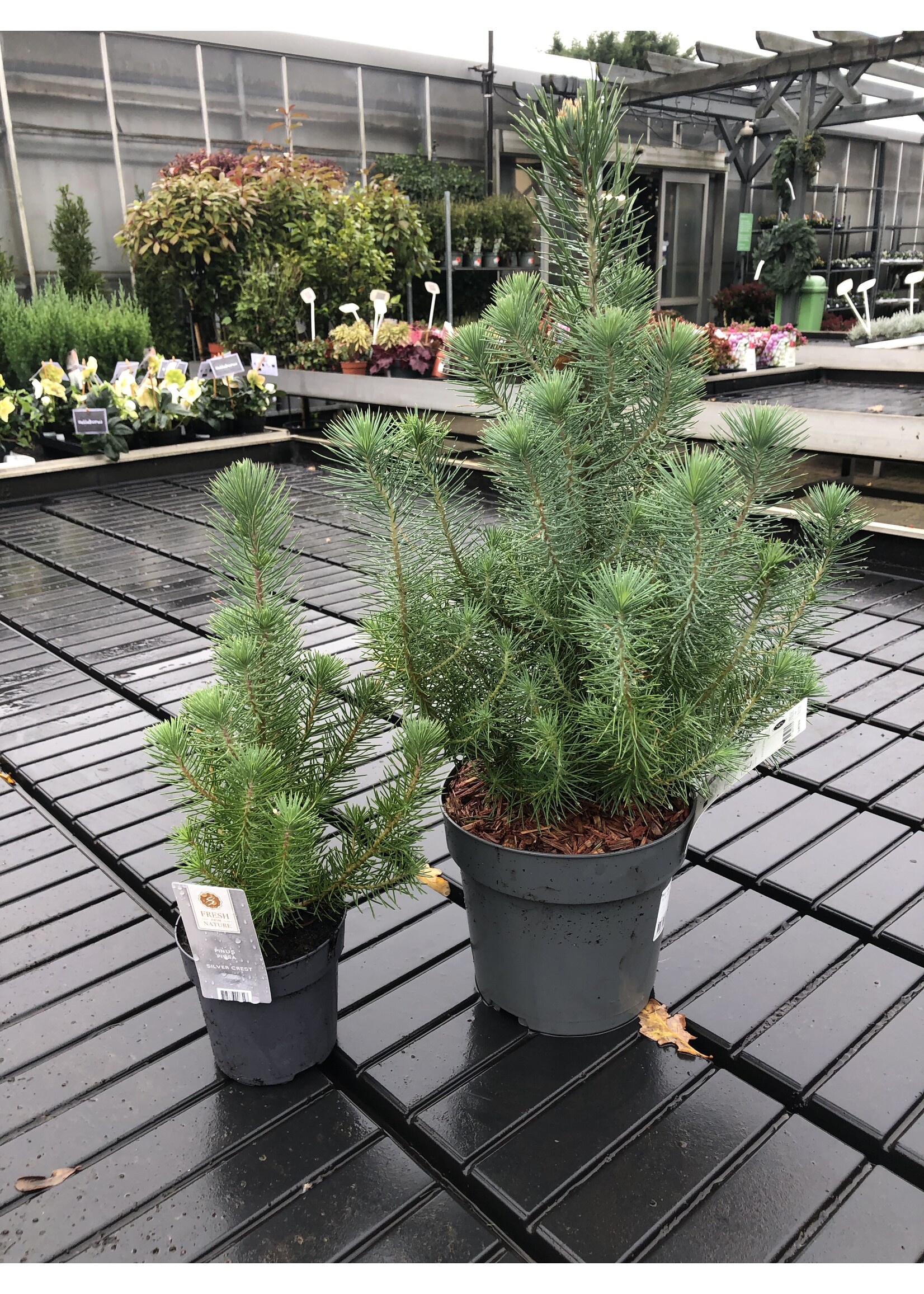 Pinus pinea silver crest