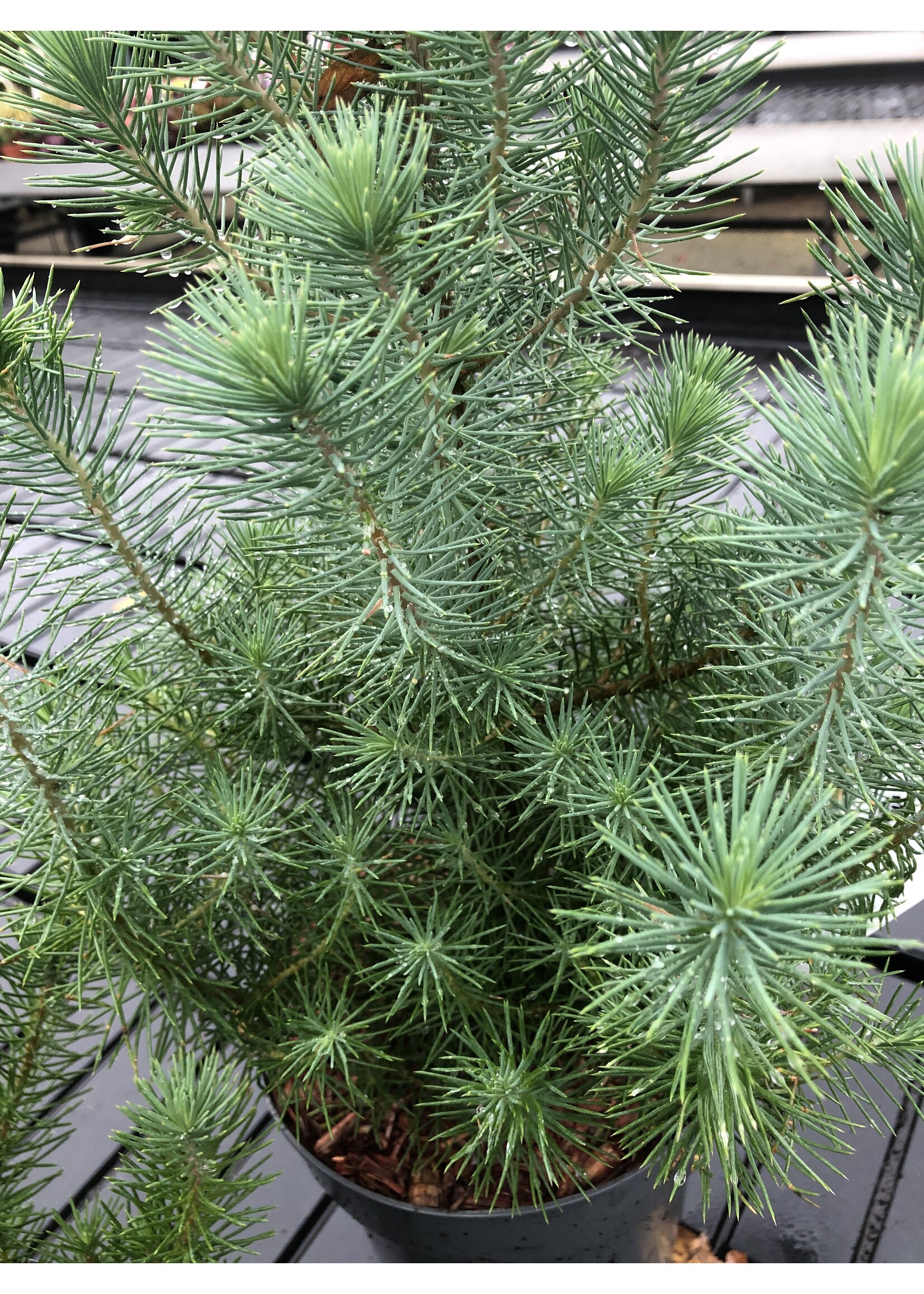 Pinus pinea silver crest
