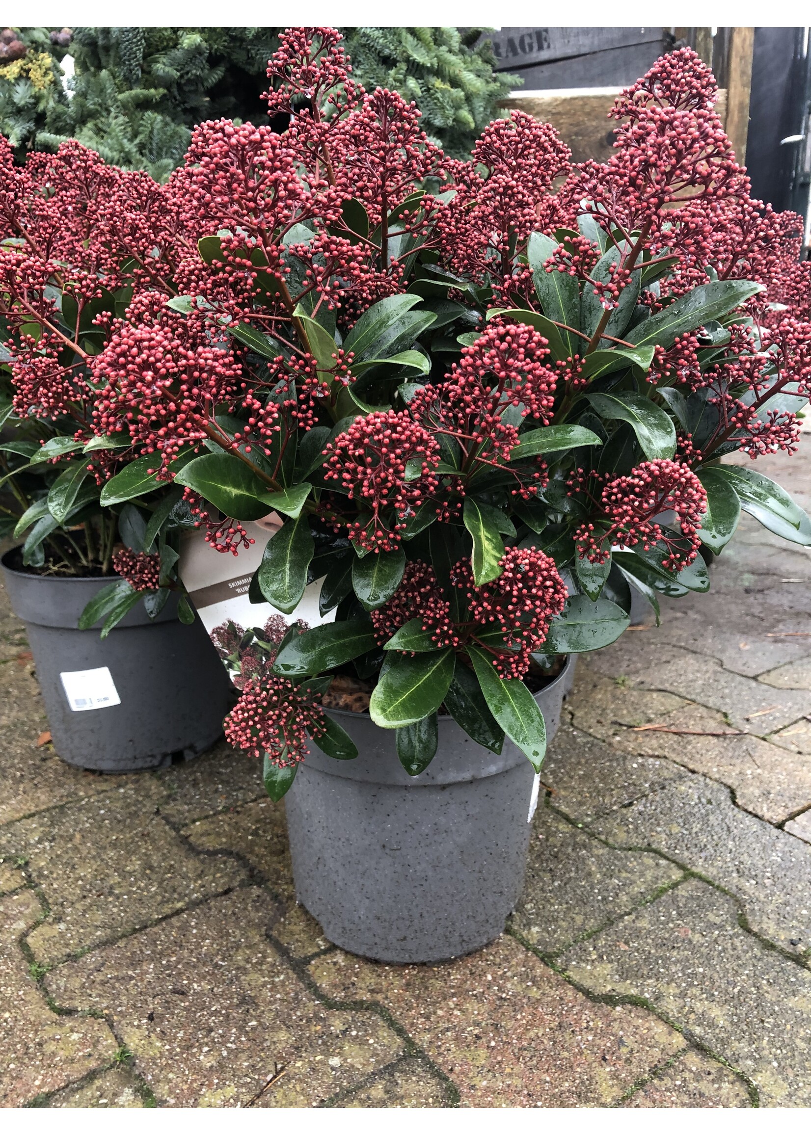 Skimmia japonica rubella h60/65cm