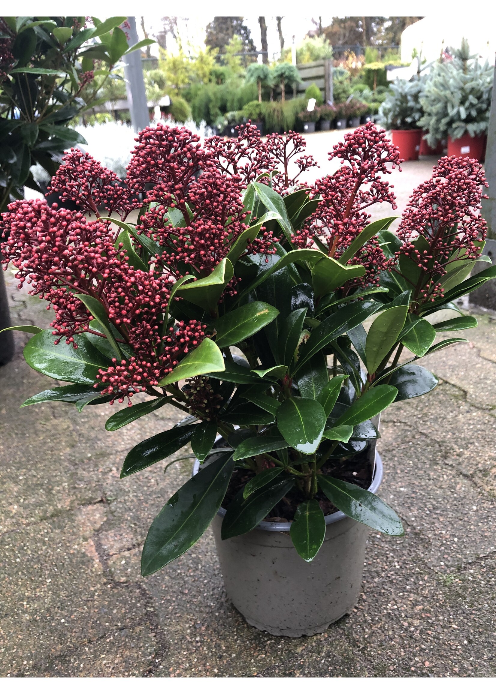 Skimmia japonica rubella H25cm