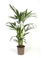 Howea palm (kentiapalm)