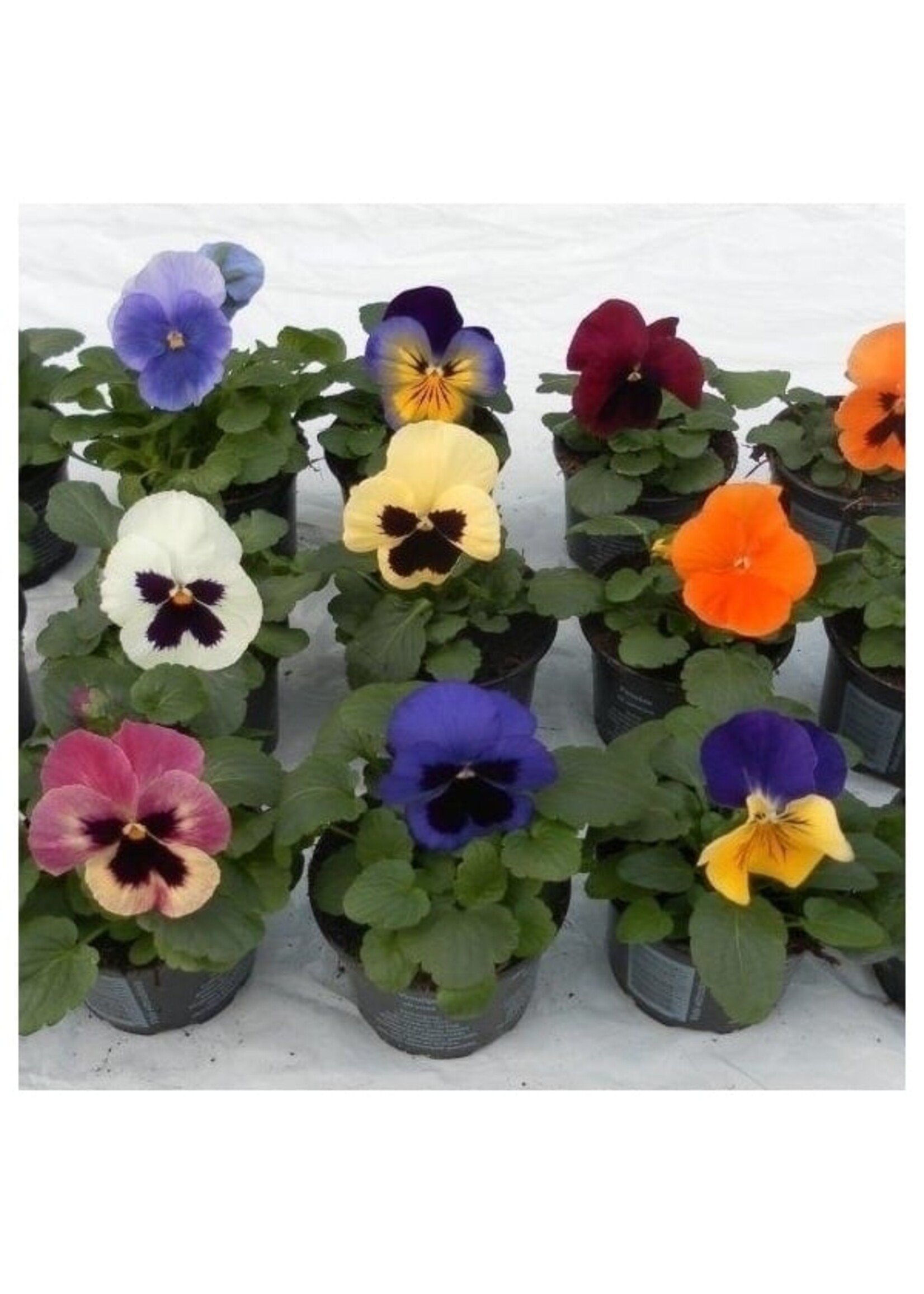 Violen six-pack (alleen in de winkel verkrijgbaar)