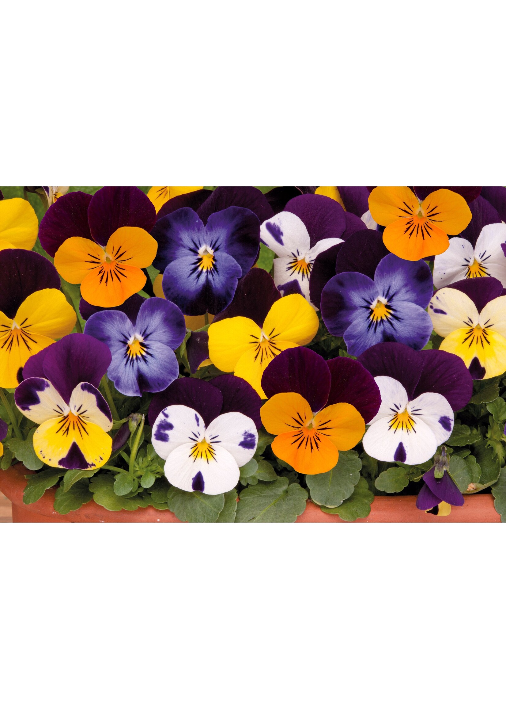 Violen six-pack (alleen in de winkel verkrijgbaar)