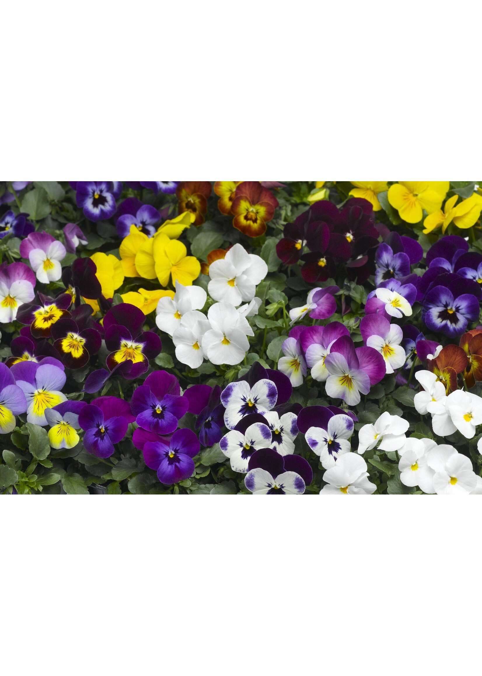 Violen six-pack (alleen in de winkel verkrijgbaar)