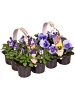 Violen six-pack (alleen in de winkel verkrijgbaar)