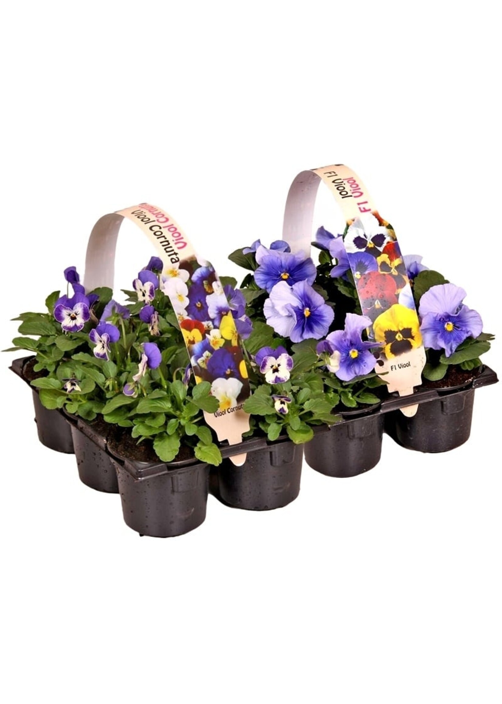 Violen six-pack (alleen in de winkel verkrijgbaar)