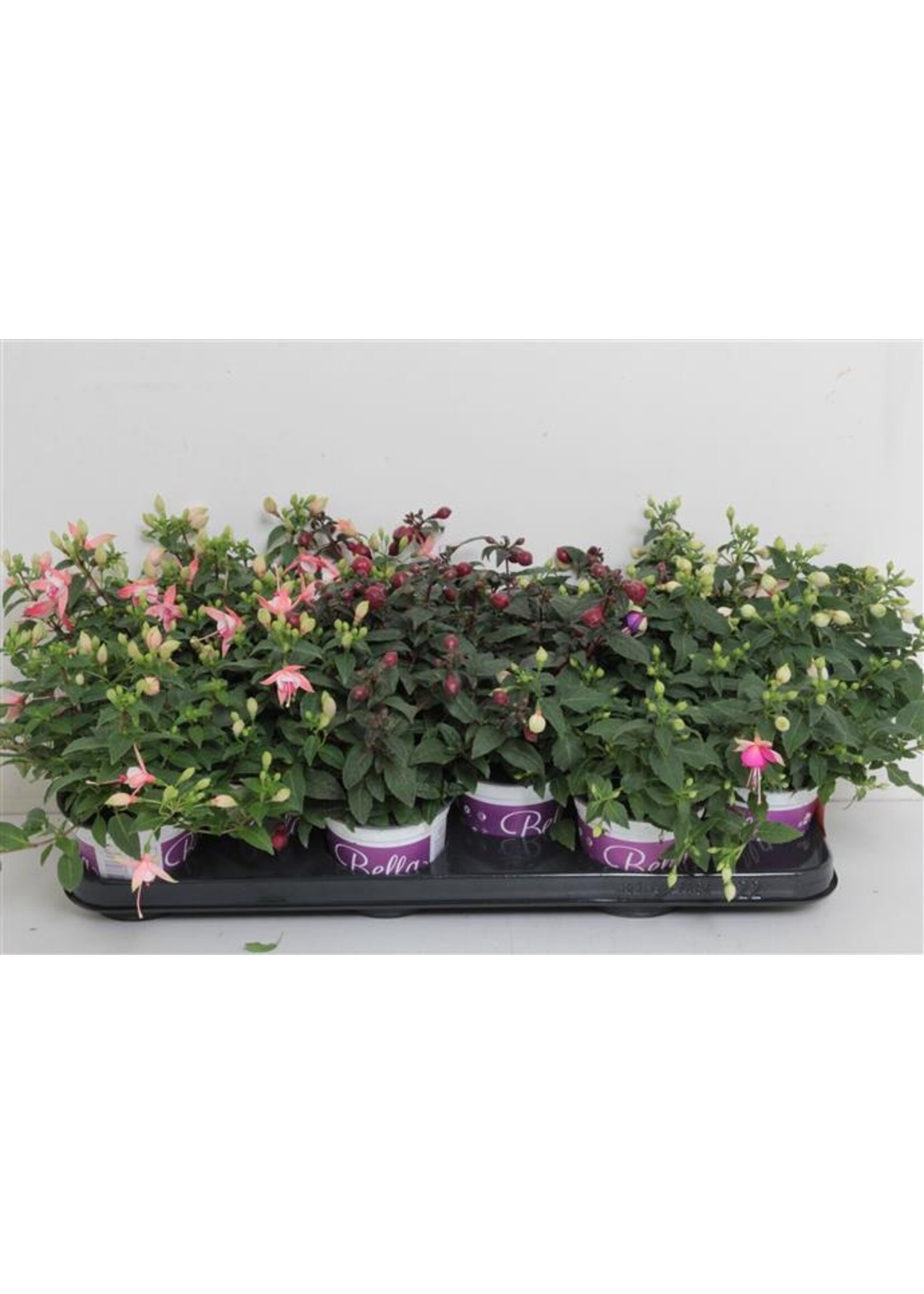 Perkgoed € 1,79  (alleen in de winkel verkrijgbaar)