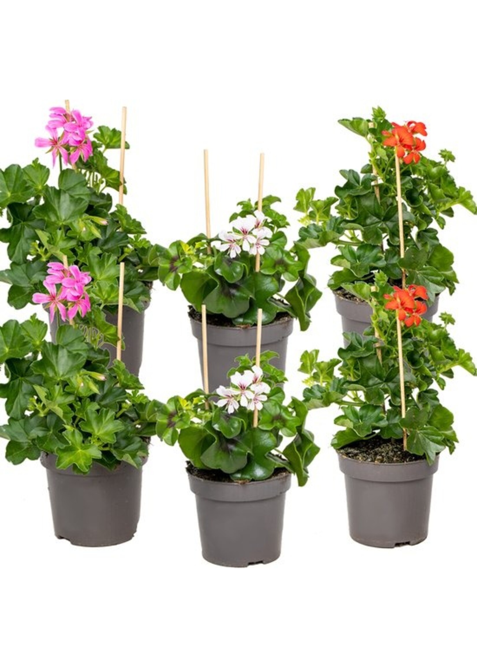 Perkgoed € 1,79  (alleen in de winkel verkrijgbaar)