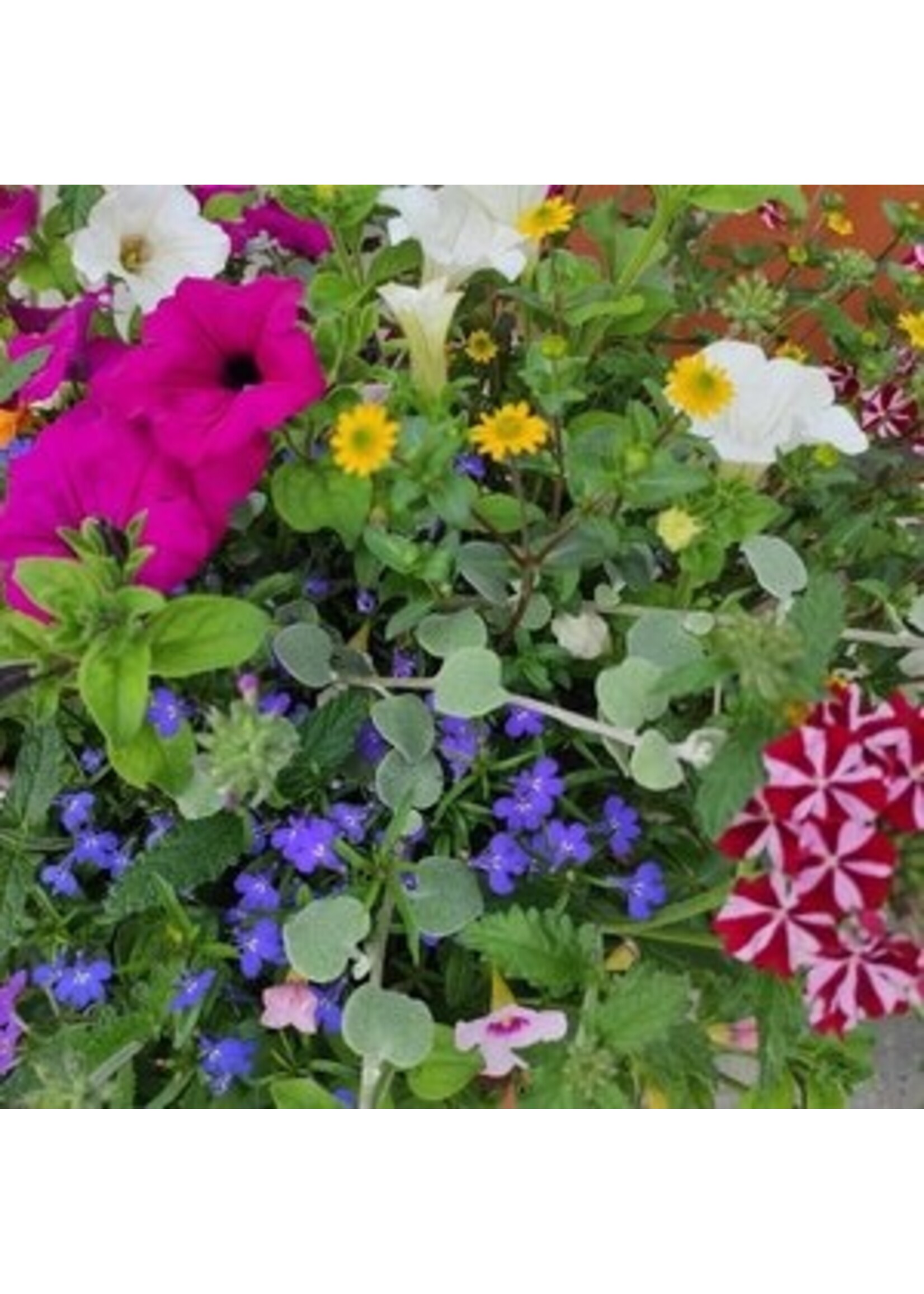 Perkgoed € 1,79  (alleen in de winkel verkrijgbaar)