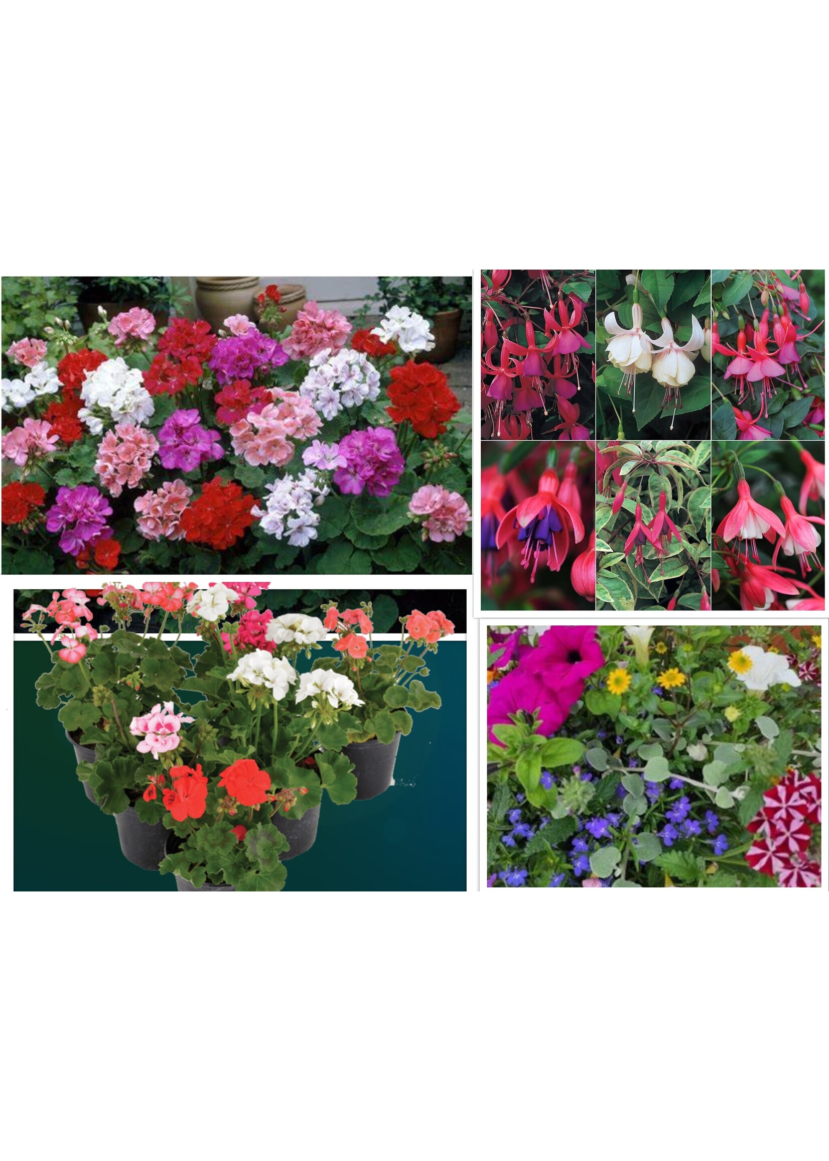 Perkgoed € 1,79  (alleen in de winkel verkrijgbaar)