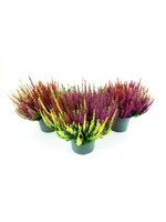 Calluna beauty lady Trio