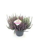 Calluna Beauty Lady High Five