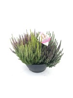 Calluna Beauty Lady High Five schaal