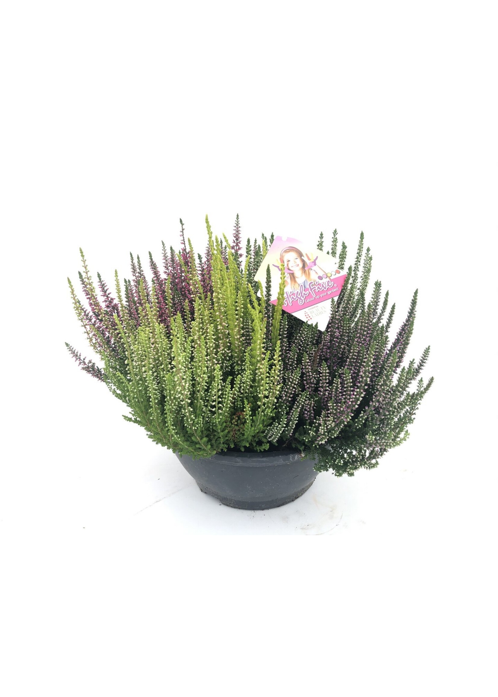Calluna Beauty Lady High Five schaal